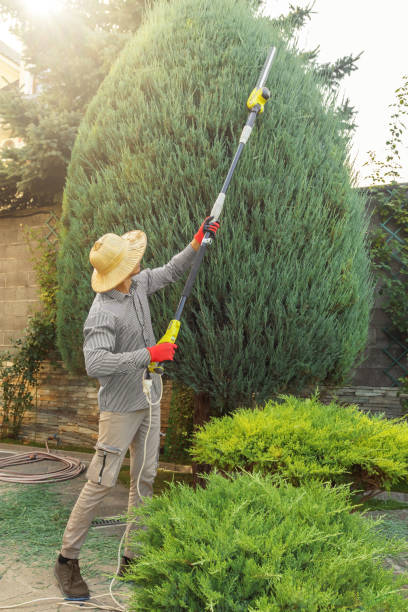 Best Organic Lawn Care Solutions  in Santa Clarita, CA